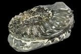 Ammonite (Pleuroceras) Fossil - Germany #125398-1